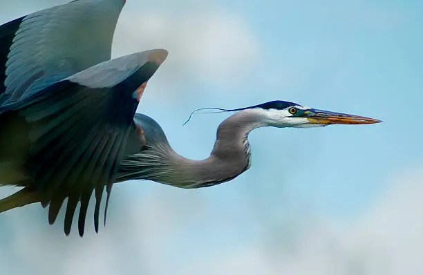 Photo of Blue Heron Flight