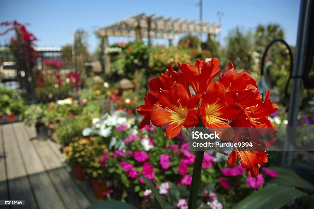 Clivia 花のガーデンセンターのフラワーショップ - オレンジ色のロイヤリティフリーストックフォト