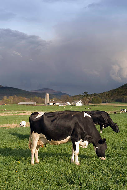 mucche al pascolo - vermont farm dairy farm agricultural building foto e immagini stock