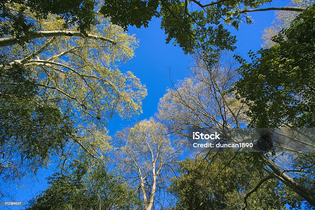 Alberi - Foto stock royalty-free di Albero