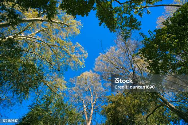 Árvores - Fotografias de stock e mais imagens de Alto - Descrição Física - Alto - Descrição Física, Azul, Bétula