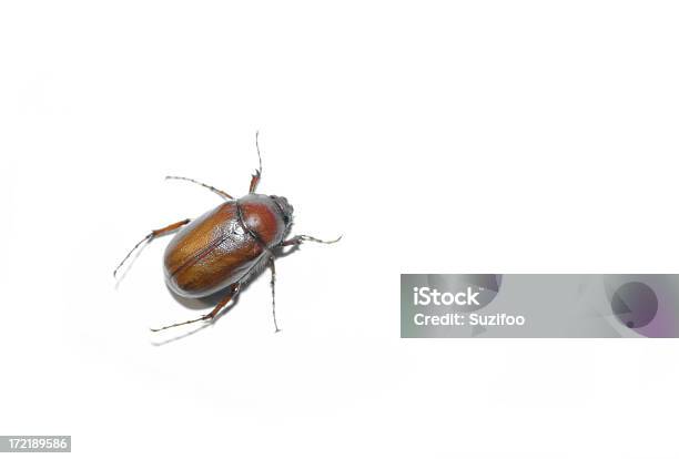 Insecto De Junio Foto de stock y más banco de imágenes de Animal - Animal, Artrópodo, Color - Tipo de imagen