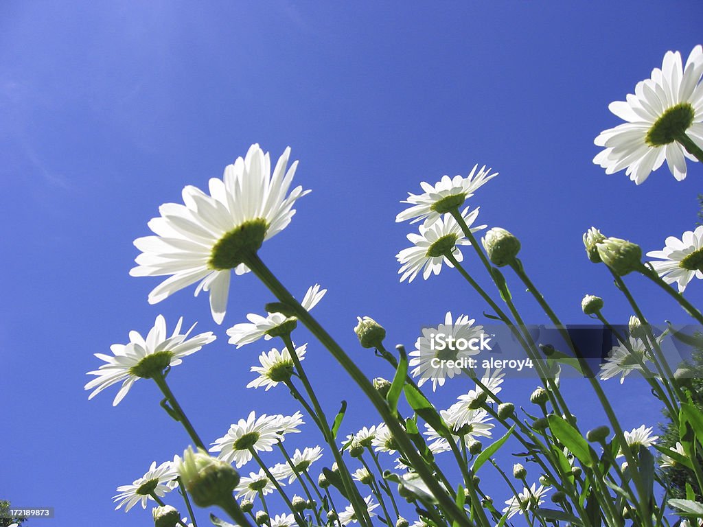 Margaridas e céu - Foto de stock de Azul royalty-free