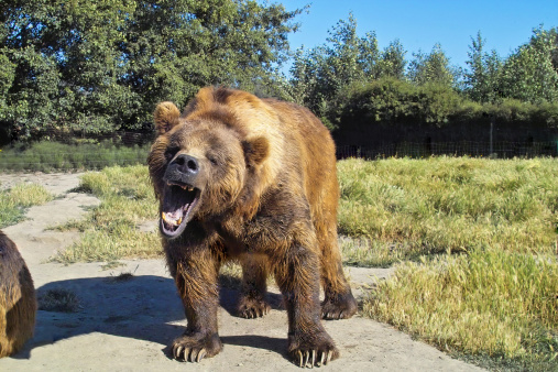 Grizzly bear.