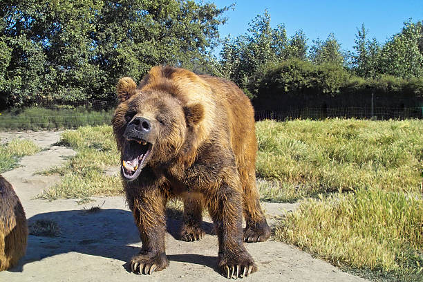 Grumpy Bear Grizzly bear. kodiak island photos stock pictures, royalty-free photos & images