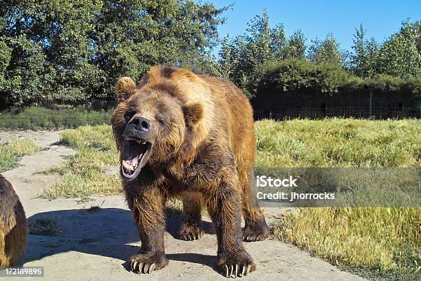 Grumpy Bear Stock Photo - Download Image Now - Bear, Aggression, Roaring