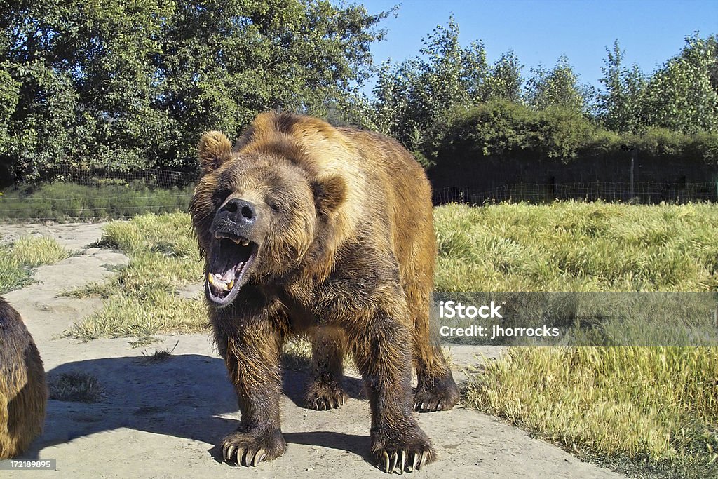 Grumpy медведь - Стоковые фото Медведь роялти-фри