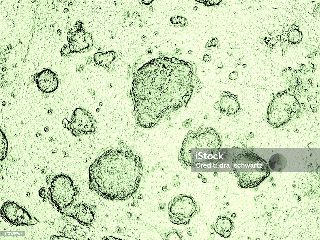 배아 줄기세포는 - 로열티 프리 세포 스톡 사진
