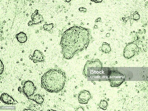 배아 줄기세포는 세포에 대한 스톡 사진 및 기타 이미지 - 세포, 대체 요법, 배아
