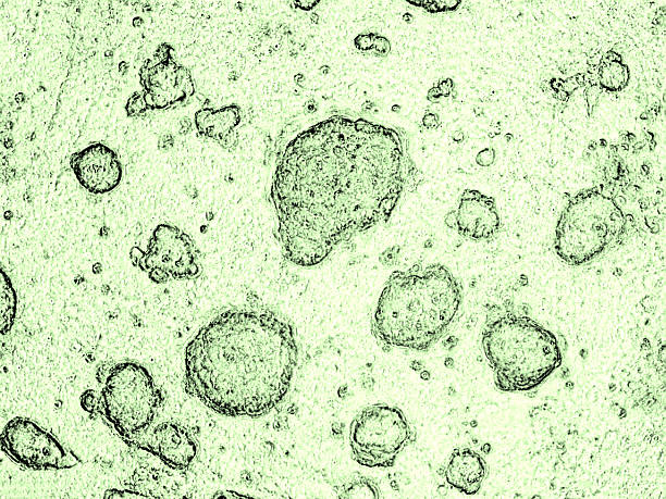 embryonic stem cells - koloni djurflock bildbanksfoton och bilder