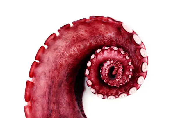 Giant octopus tentacle coiled up nicely on white background. Ready to be Sushi menu.