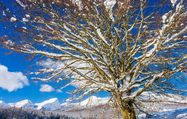 The magical winter