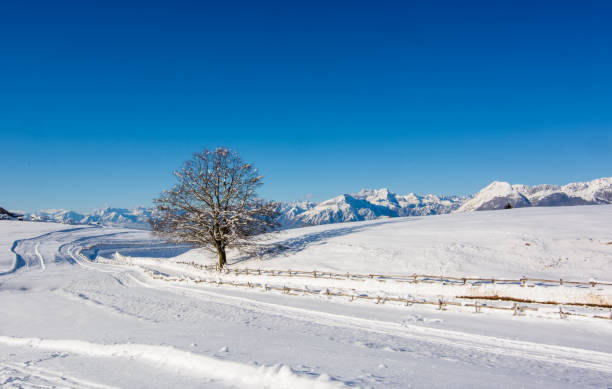 the lonely tree beside the snowy road - dusk blue montana landscape imagens e fotografias de stock