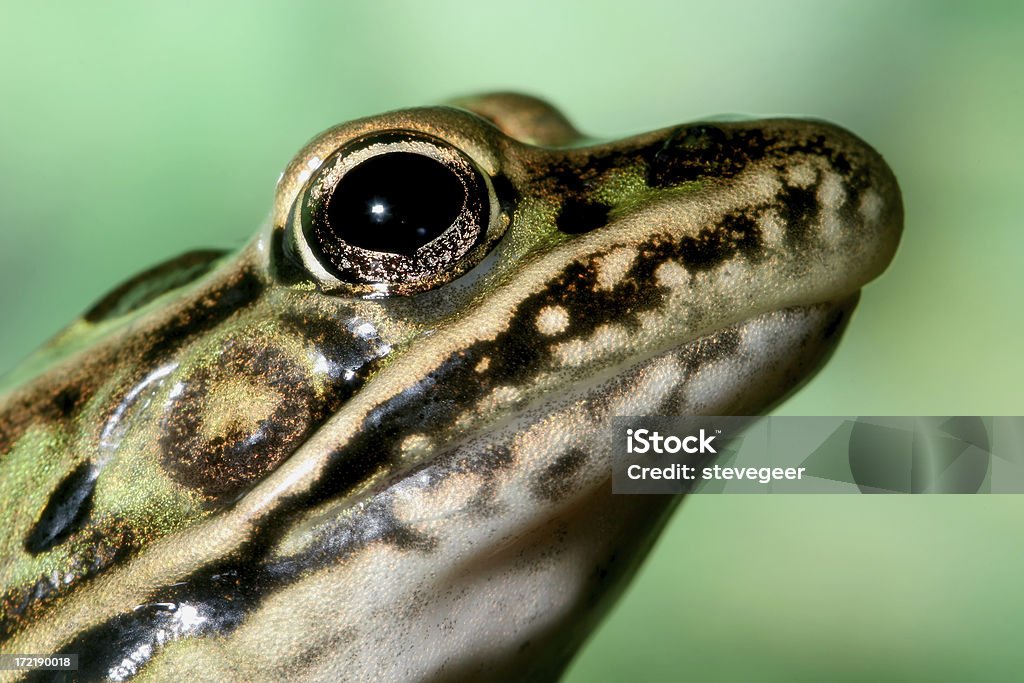 Frog Head Ridges Frog Head Stock Photo - Download Image Now - Amphibian, Animal, Animal ...