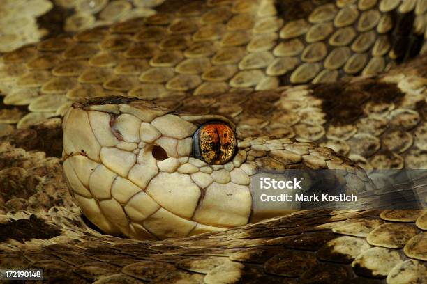 Das Auge Stockfoto und mehr Bilder von Bunt - Farbton - Bunt - Farbton, Fotografie, Giftig - von Gifttieren