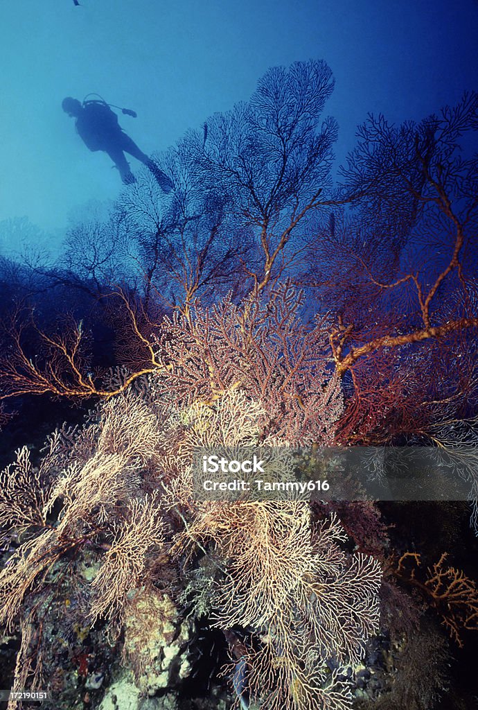 Diver на гигантских поклонников море - Стоковые фото Gorgonian Giant Sea Fan роялти-фри