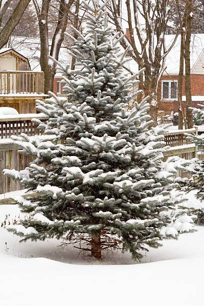 Snowy Blue Spruce stock photo