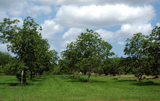 Pecan orchard with young pecan trees.