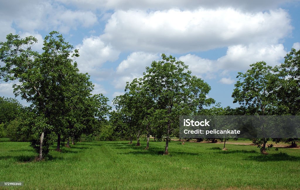 Rows of trees in bloom in a pecan orchard Pecan orchard with young pecan trees. Pecan Tree Stock Photo