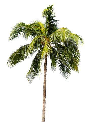 Palm tree against white background with copy space, full frame horizontal composition