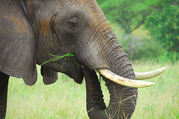 istock Elephant, Tarangire National Park, Tanzania 172190505