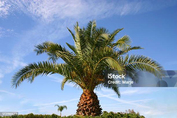 Palma - zdjęcia stockowe i więcej obrazów Bez ludzi - Bez ludzi, Drzewo, Egzotyczne drzewo