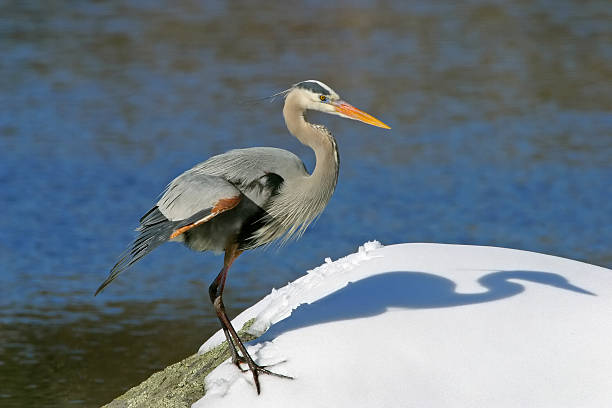 Great Blue Heron and Snow stock photo