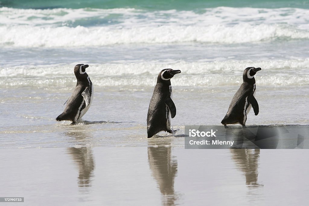 Drei Penguins in einer Reihe - Lizenzfrei Bedrohte Tierart Stock-Foto