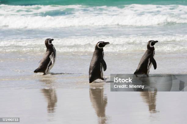 Drei Penguins In Einer Reihe Stockfoto und mehr Bilder von Bedrohte Tierart - Bedrohte Tierart, Brandung, Drei Tiere