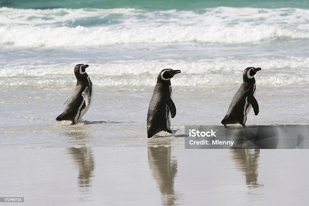 Três Penguins em uma linha - Royalty-free Animal Foto de stock