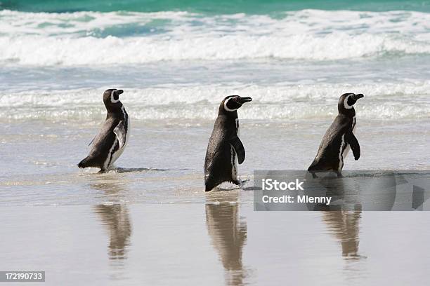 Três Penguins Em Uma Linha - Fotografias de stock e mais imagens de Animal - Animal, Animal em via de extinção, Animal selvagem