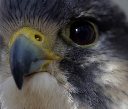Portrait of Birds of Prey - Common Kestrel - Falco Tinnunculus