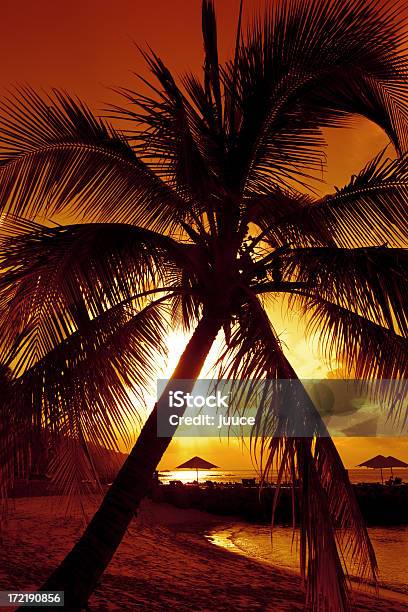 Photo libre de droit de Palm Island banque d'images et plus d'images libres de droit de Beauté - Beauté, Beauté de la nature, Ciel