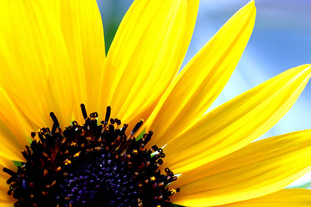 girasole - foto stock