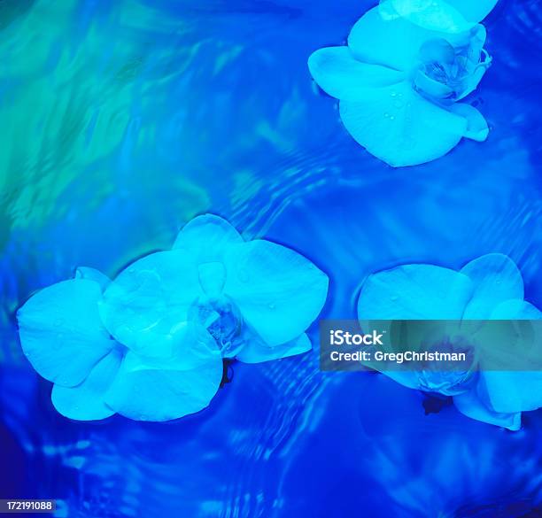 Blue Orchidee - zdjęcia stockowe i więcej obrazów Bez ludzi - Bez ludzi, Fotografika, Horyzontalny