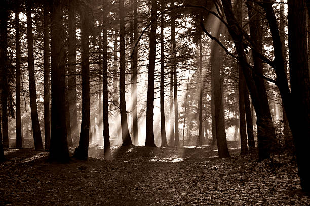 スプーキー林 3 - forest sunbeam tree light ストックフォトと画像