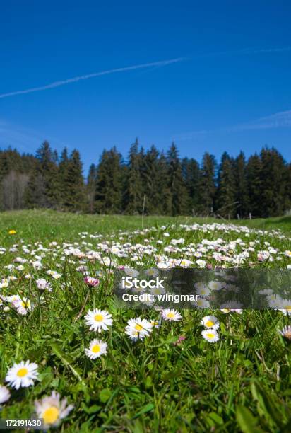 Foto de Daisy Meadow e mais fotos de stock de Abandonado - Abandonado, Aberto, Abril