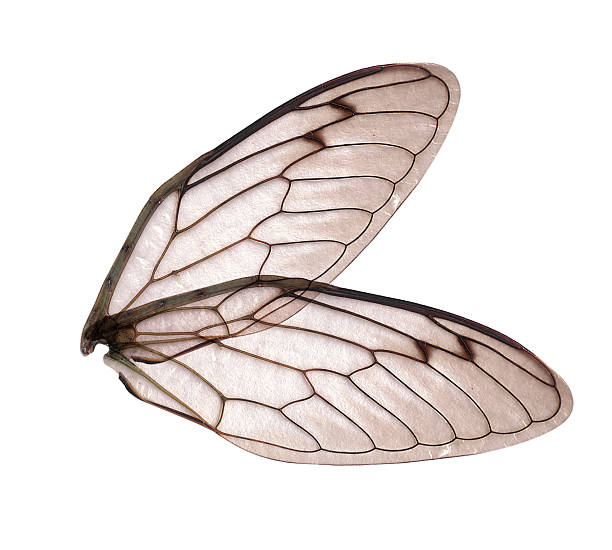 istock Angel or Insect Wings 172191431