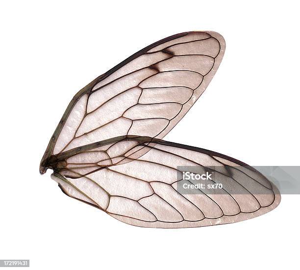 Angel Or Insect Wings Stock Photo - Download Image Now - Angel, Angle, Animal