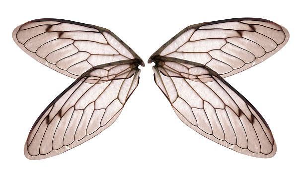 istock Angel or insect wings (large) 172191433