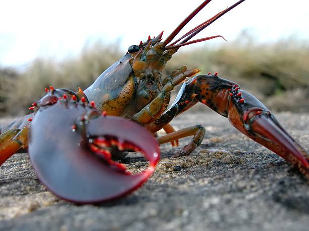 Close-up of a lobster on a rocky surface stock photo