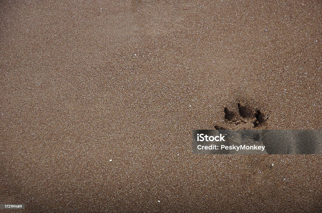 Singolo cane zampa stampa in Marrone sabbia - Foto stock royalty-free di Cane