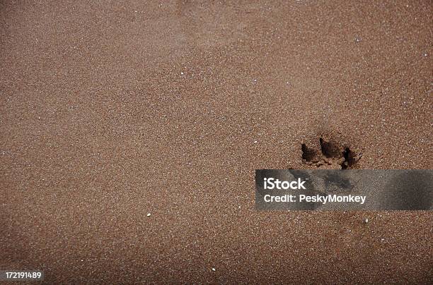 Singolo Cane Zampa Stampa In Marrone Sabbia - Fotografie stock e altre immagini di Cane - Cane, Impronta del piede, Impronta di artiglio animale
