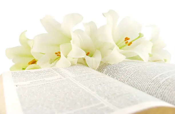 Low angle view of a KJV Bible with several Easter lilies. Very shallow depth of field with only a very small portion of the Bible in sharp focus.