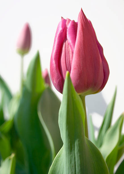 close up of pink tulip on white background stock photo