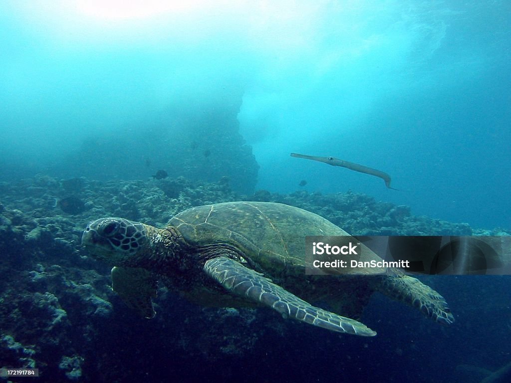 Turtle und Trumpetfish - Lizenzfrei Biodiversität Stock-Foto