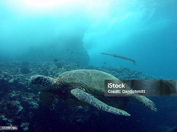 Turtle Und Trumpetfish Stockfoto und mehr Bilder von Biodiversität - Biodiversität, Fisch, Fotografie