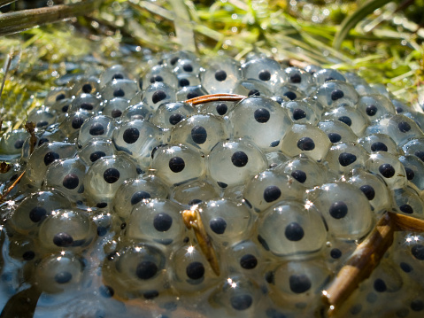 The frogs in the farm.