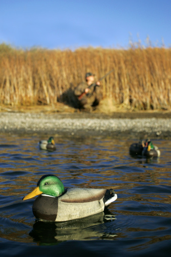 Duck hunter awaits the flock. Shallow depth of field with focus on duck in foreground.