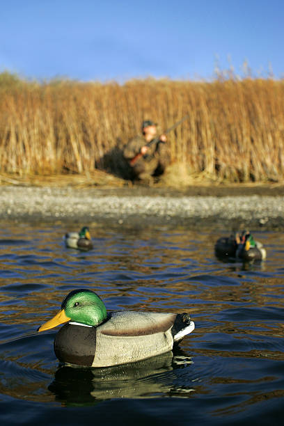 Duck Hunt Series Duck hunter awaits the flock. Shallow depth of field with focus on duck in foreground. hunting decoy photos stock pictures, royalty-free photos & images